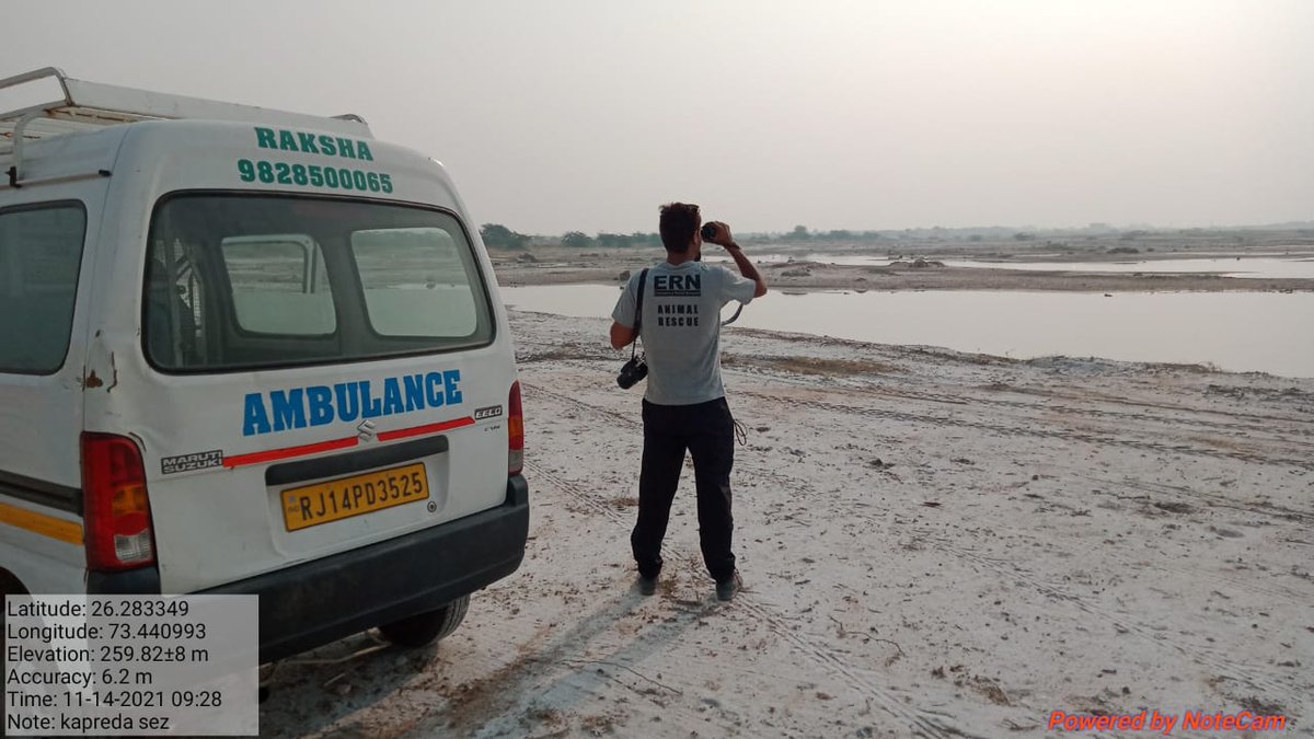 Our team is on anti-viral meds due to the direct exposure. Rescue ops stopped due the #virus @JaipurRaksha team is out to get a tally of birds in Bilara. Region needs to be alert for #birdflu @ForestRajasthan @ifawglobal