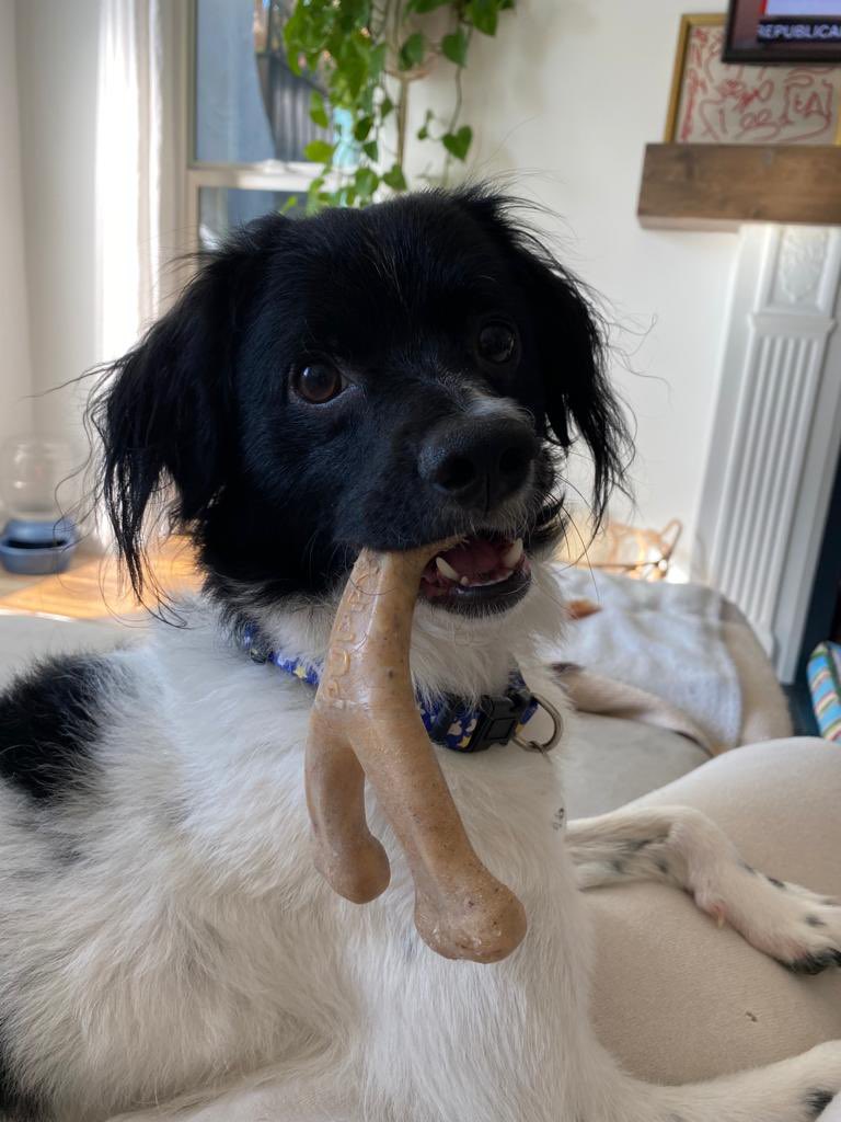 iswmp's tweet photo. Pirri is the perfect dog π₯
#adoptme #spaniel #rescue #iswmp https://t.co/WsTeQfe8vW