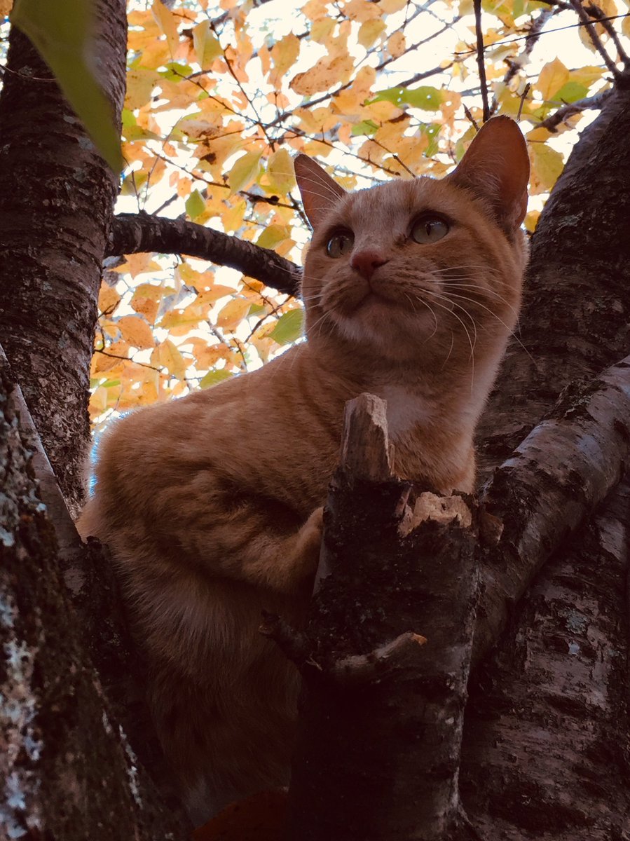 Paulamickle1978's tweet photo. Just a little cuteness to brighten the day! 🧡🐾🍁🍂 #Backyardtree #CatsOfTwitter #Adorable 🥰 https://t.co/Ofmg7jUSLy