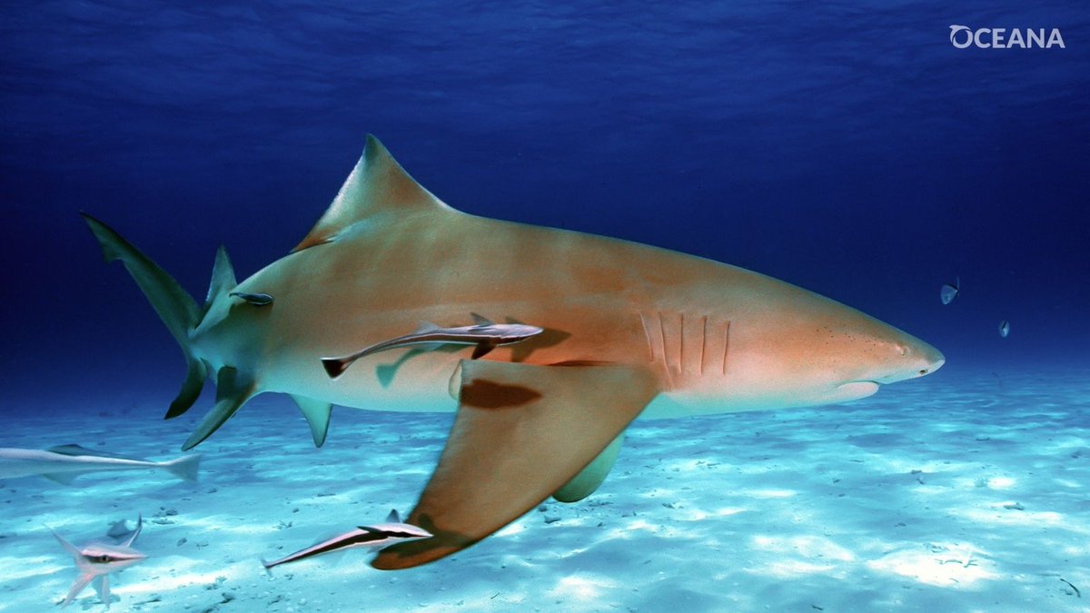 красная акула рыба. пластиножаберные. Grey reef shark. атлантическая сельдевая акула. красивая белая акула.