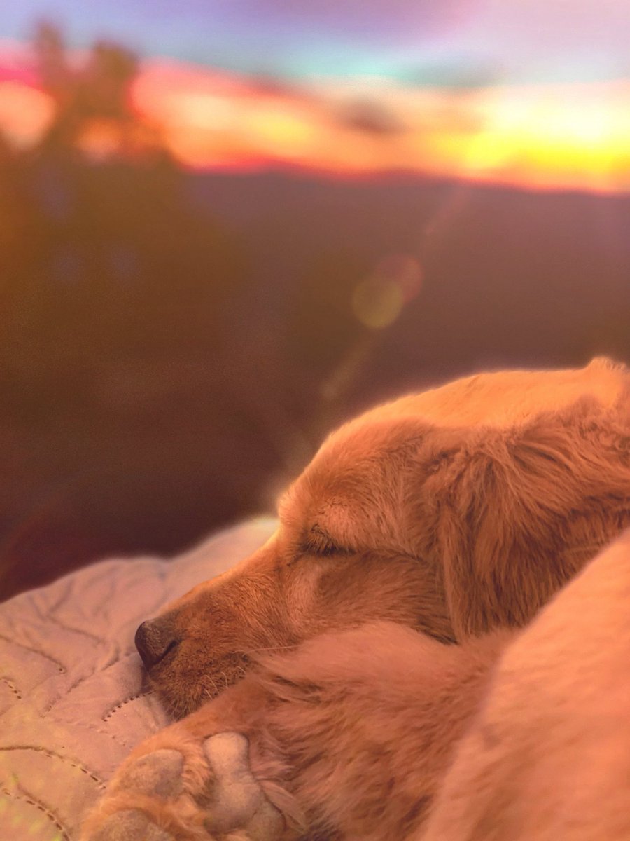 MagaTheGolden's tweet photo. According to dad this is how we became goldens. Apparently the first of our kind always slept during the best time of the day and the 🌞 made him/her golden haired. #GoldenRetrievers #goldenretriever #dog #dogs https://t.co/TW2fkFQexF