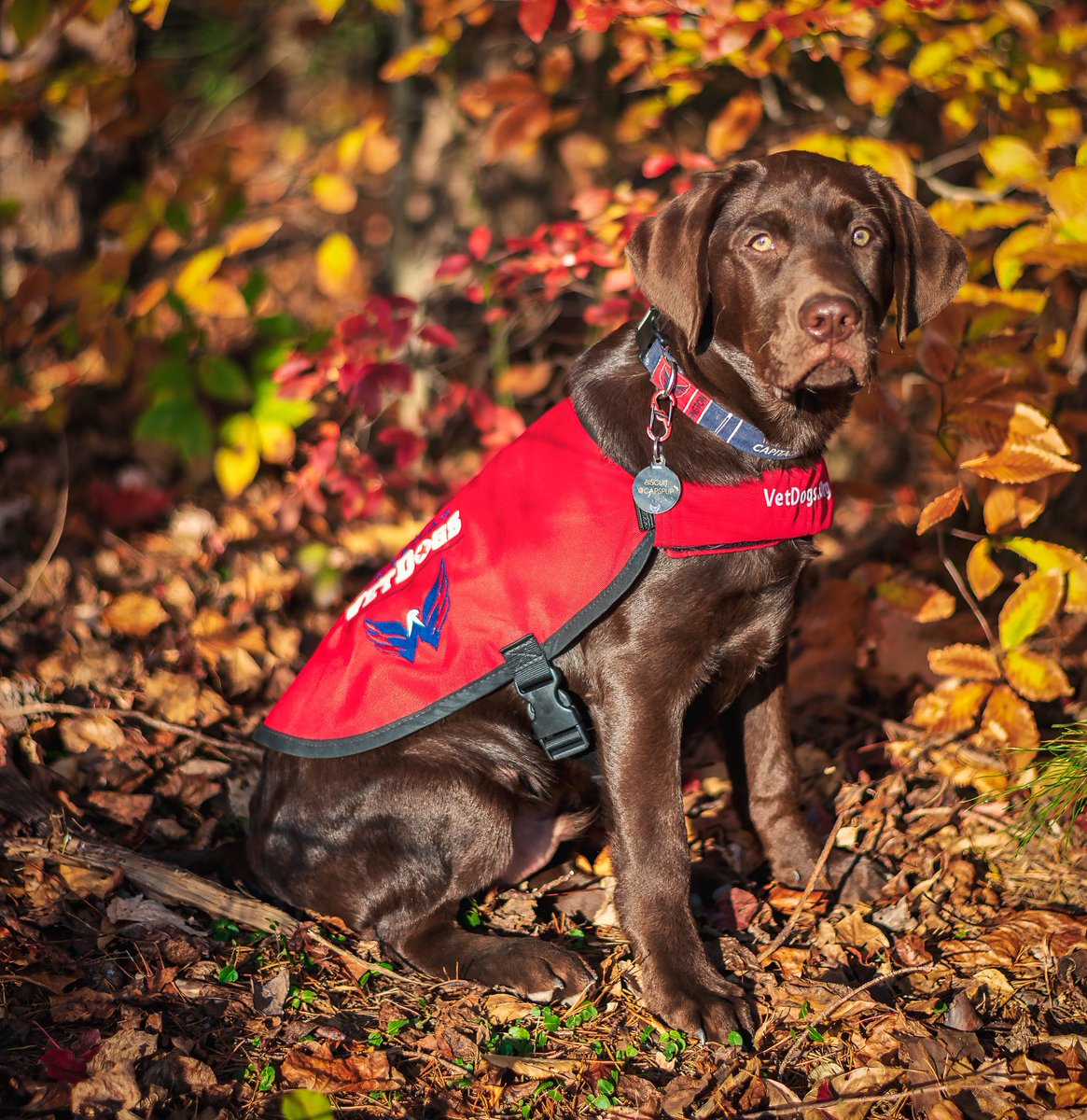 CapsPup's tweet photo. a nature pup! https://t.co/7re3kAIS4T