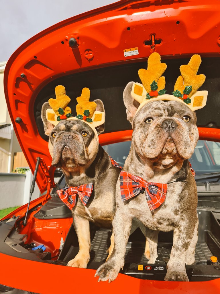 EvAccessoriesIe's tweet photo. Frunk for Christmas? Why not. And why pay full when you can get 10% off the price with HOHO10 promo code
https://t.co/k8Y7nPgs8l https://t.co/B7VP9kv6lB