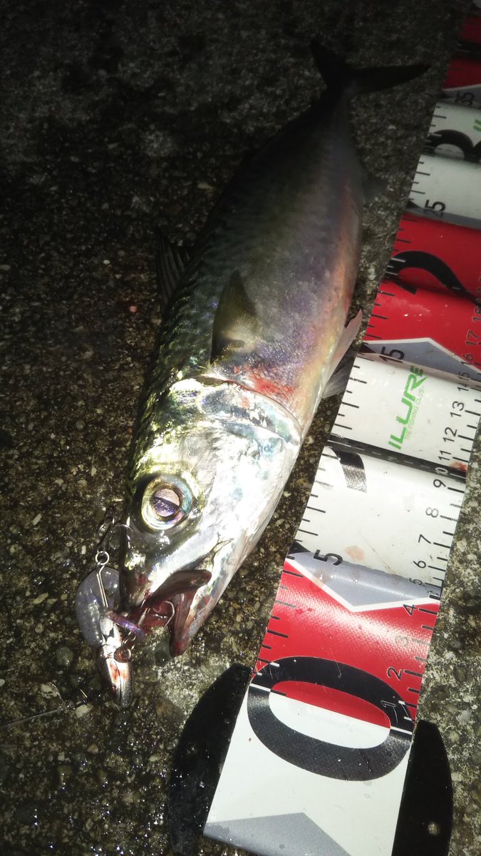 おはようございます🐏

朝寒くなりましたね🧣

#おはようフィッシュ