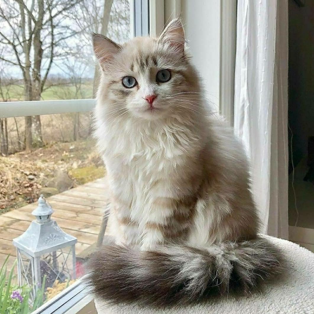 Sizin hala bir evcil dostunuz yok mu? petarkadas.com/petbul sayfamızda yuva arayan bir dostumuzu hemen sahiplenebilirsiniz.

#satinalmasahiplen #kedisahiplendirme #köpeksahiplendirme #evcilhayvanlar