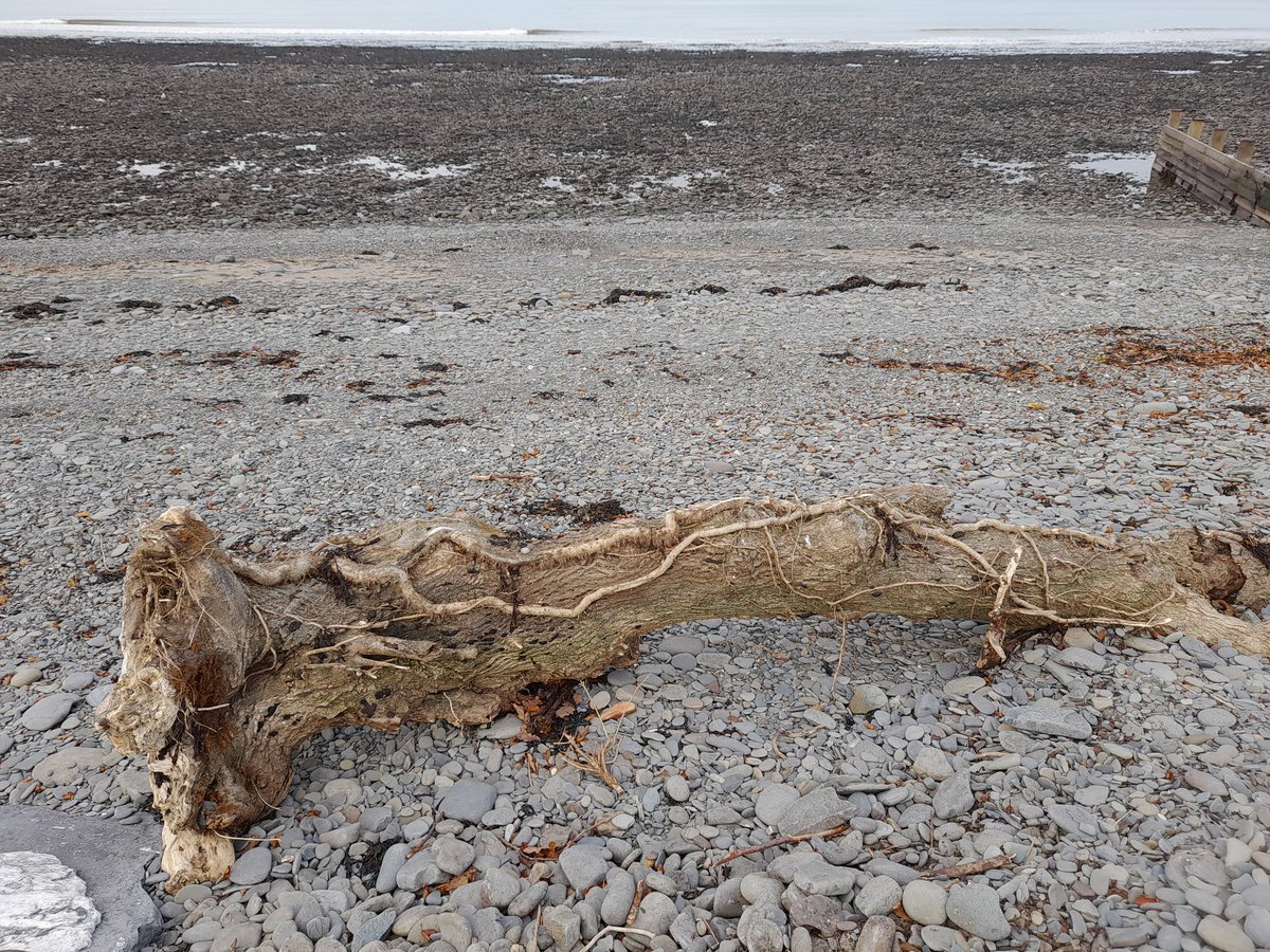 On the Welsh coast ... Driftwood on the beach at Aberaeron - more like a small tree, too big to fit in the car boot :)