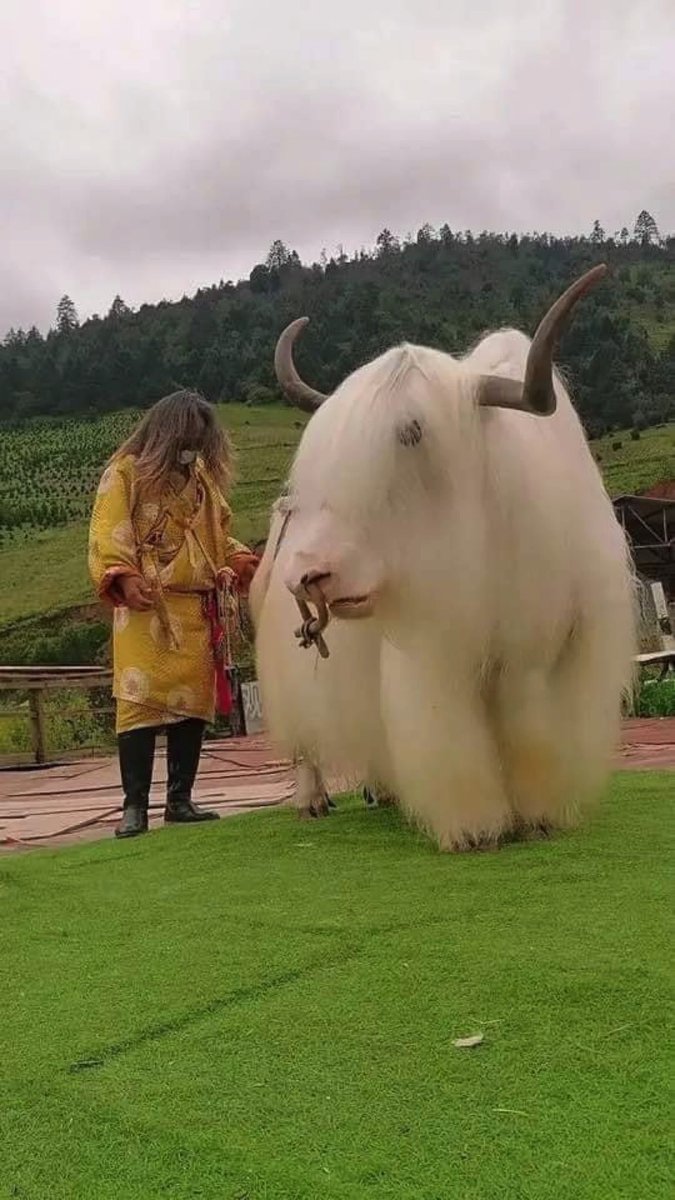 Unnamedinsider's tweet image. Boris and Carrie looking great as they close #COP26