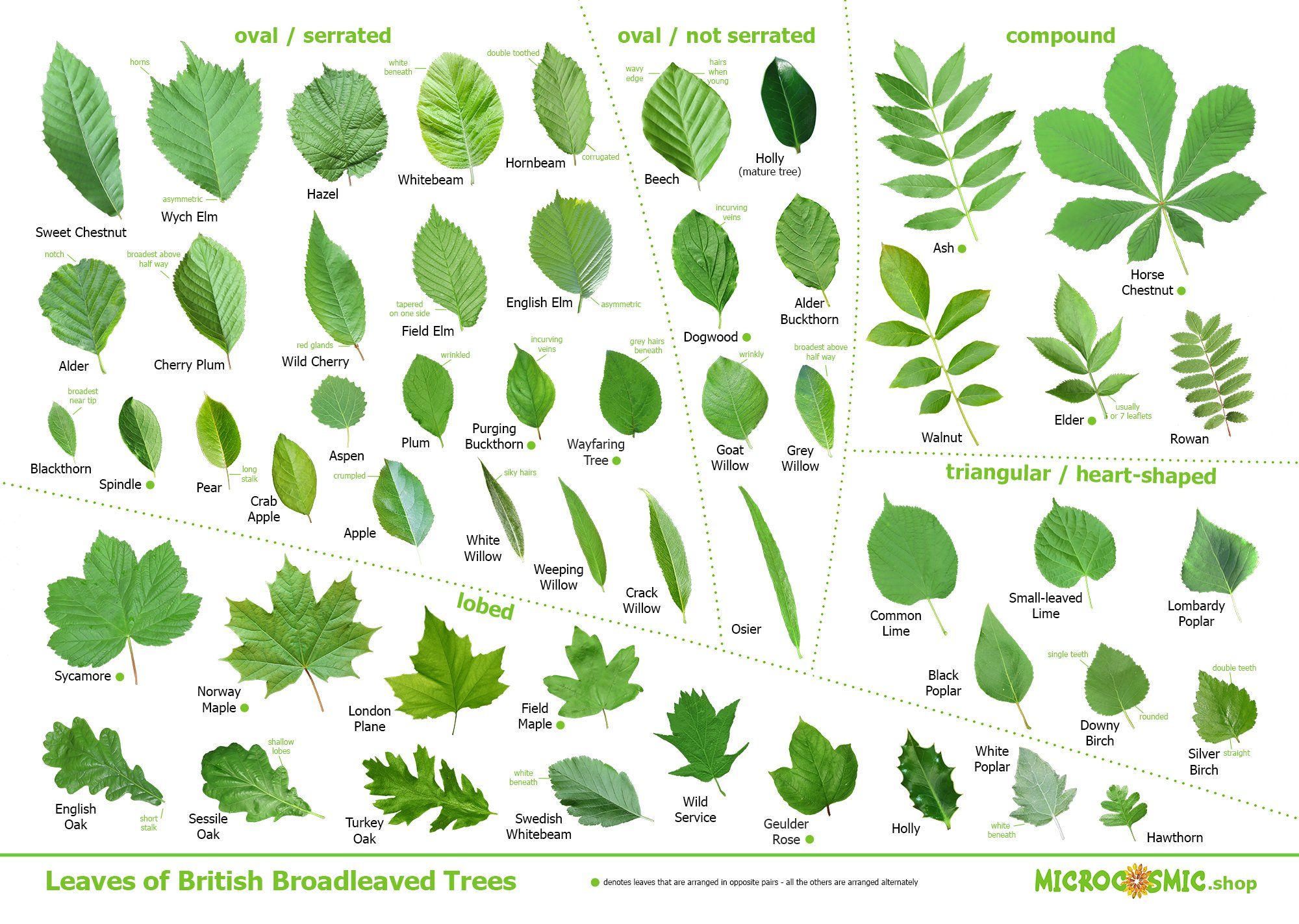 alastair-humphreys-on-twitter-a-poster-of-british-leaves-to-download
