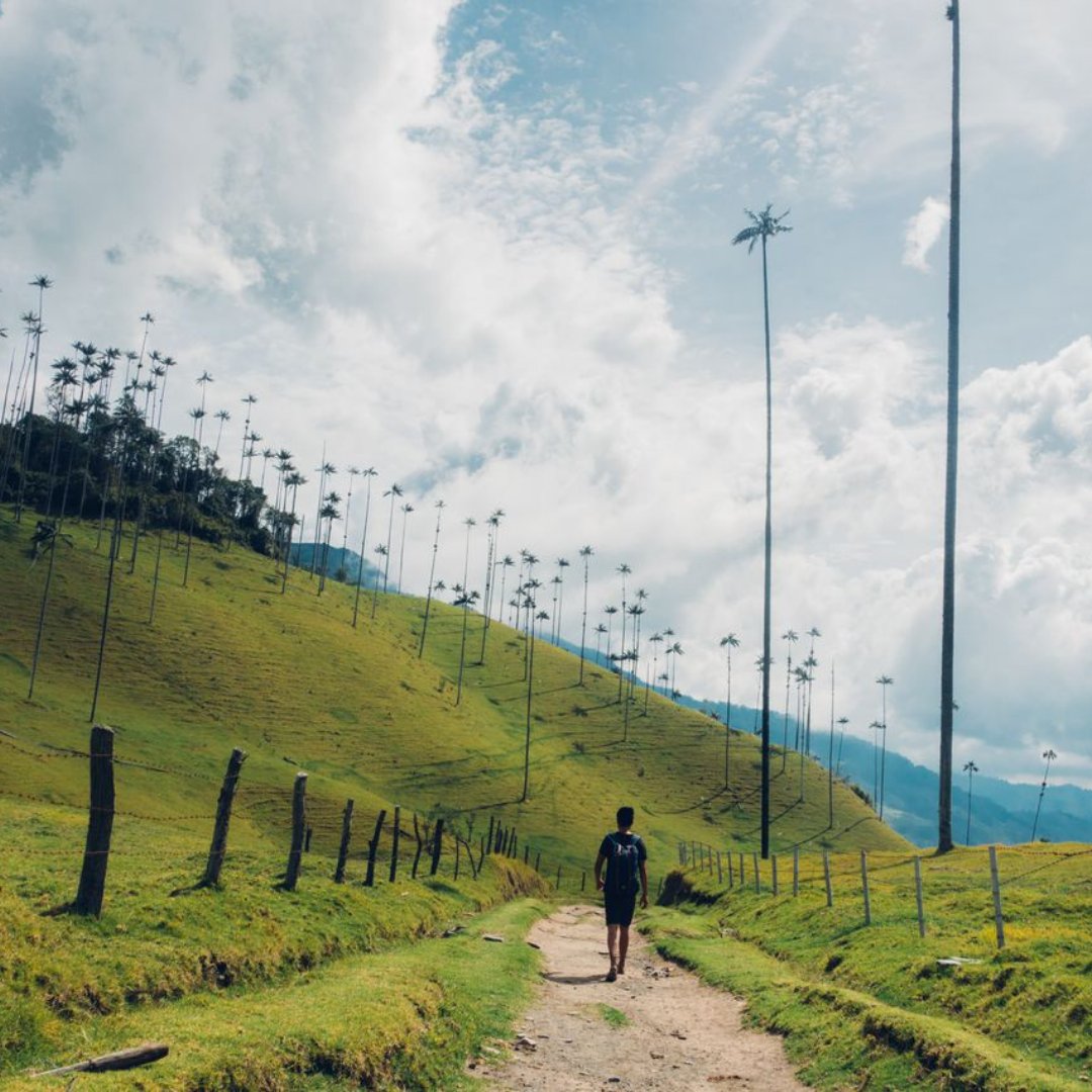 NowBoarding_'s tweet photo. Valle de Cocora maakt deel uit van het Nationaal natuurpark Los Nevados.🇨🇴 Hier kan je wandelen tussen de waspalmen, de nationale boom van Colombia.🌴 Er worden onvergetelijke ervaringen in natuurtoerisme aangeboden. Zou jij er graag heen gaan?
#NowBoarding #Colombia #natuur https://t.co/4sAFHGOgk7