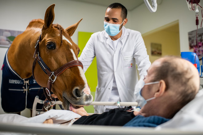 TalkDeathDaily's tweet photo. Today, we wanted to share the lovely story of “Doctor Peyo,” a therapy horse who has supported over 1K dying people since 2016. Peyo seems able to detect when humans have cancers, sometimes staying for hours watching over the person he has decided to care for. #TalkDeath 🐎🤎 https://t.co/FUQEhWgiq6