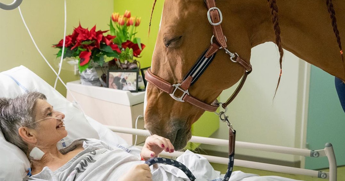 TalkDeathDaily's tweet photo. Today, we wanted to share the lovely story of “Doctor Peyo,” a therapy horse who has supported over 1K dying people since 2016. Peyo seems able to detect when humans have cancers, sometimes staying for hours watching over the person he has decided to care for. #TalkDeath 🐎🤎 https://t.co/FUQEhWgiq6