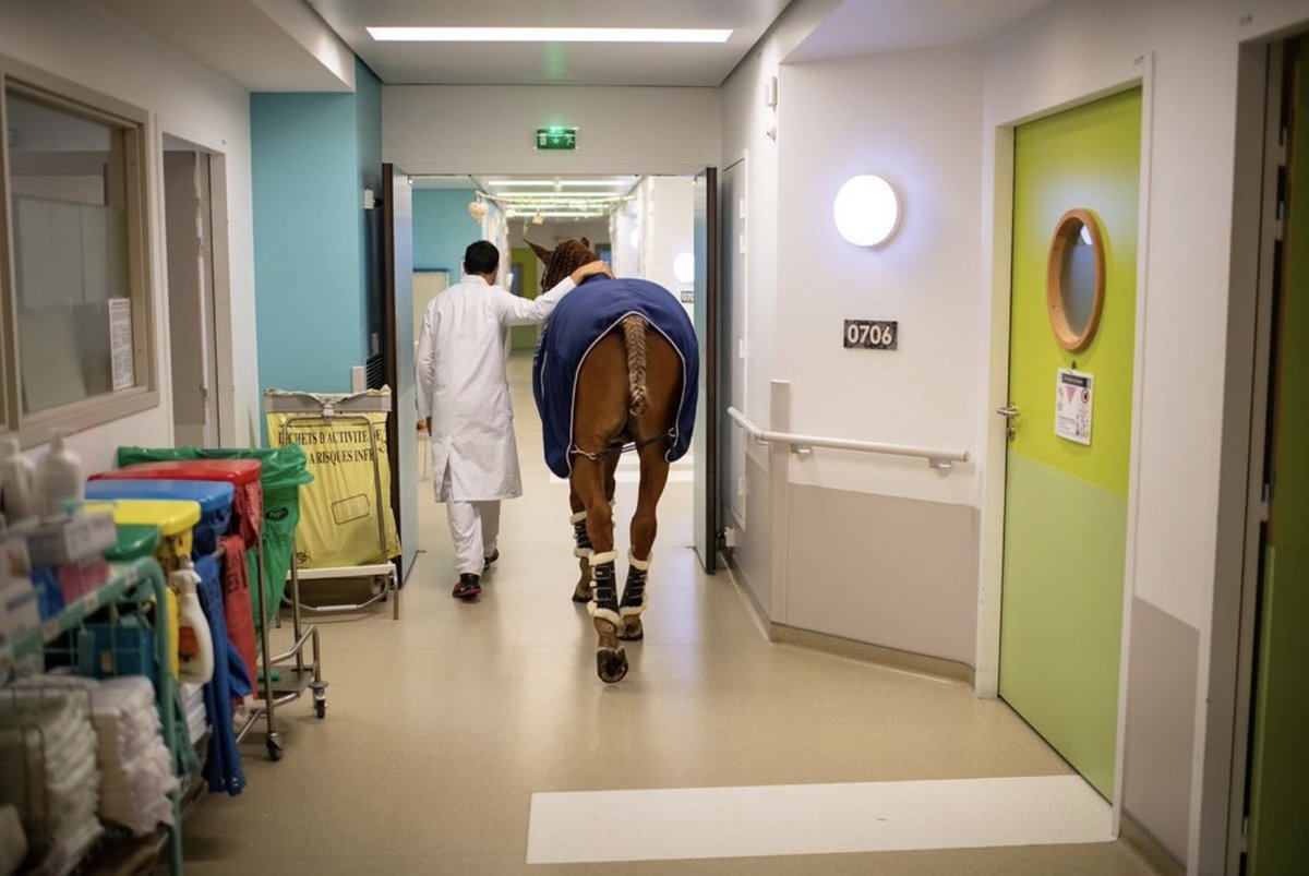 TalkDeathDaily's tweet photo. Today, we wanted to share the lovely story of “Doctor Peyo,” a therapy horse who has supported over 1K dying people since 2016. Peyo seems able to detect when humans have cancers, sometimes staying for hours watching over the person he has decided to care for. #TalkDeath 🐎🤎 https://t.co/FUQEhWgiq6