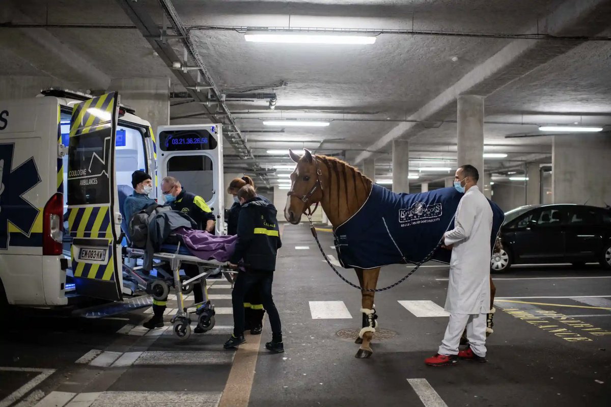 TalkDeathDaily's tweet photo. Today, we wanted to share the lovely story of “Doctor Peyo,” a therapy horse who has supported over 1K dying people since 2016. Peyo seems able to detect when humans have cancers, sometimes staying for hours watching over the person he has decided to care for. #TalkDeath 🐎🤎 https://t.co/FUQEhWgiq6