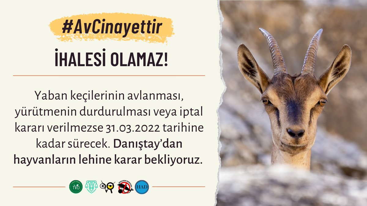 #AvCinayettir 🐐 Adana, Mersin, Hatay, Niğde ve Kayseri’de 70 yaban keçisinin katledilmesi için yapılan ihaleye karşı Adana 2. İdare Mahkemesinde açtığımız dava, süregelen avın birkaç ilde birden devam ediyor olması nedeniyle yetkisizlik kararı verilerek Danıştay’a gönderilmişti.