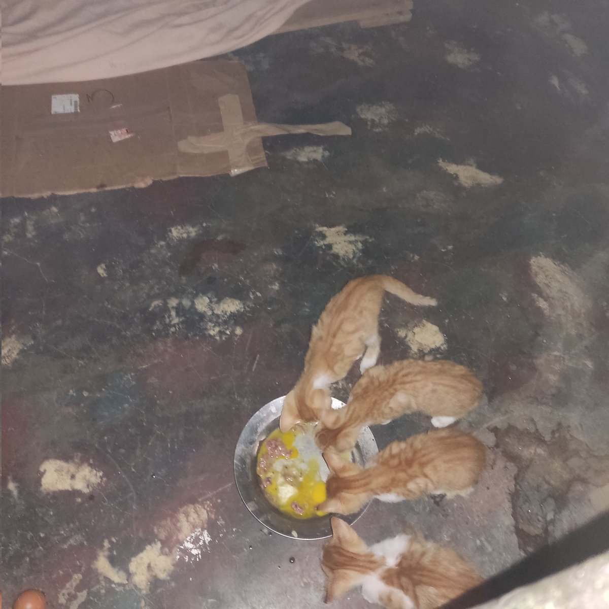 Mily4015's tweet photo. SOS SOS
#SinAlimento
#Somos58+22🐩🐕🦺😻🐾
#SOSSOSSOS😭😭🙏🙏
Son 80 👼, con $1 es suficiente
Ya usamos todo el arroz y vegetales que teníamos, la idea era comprar al menos para 3 semanas 😭🙏
Tenemos $95 , debemos reunir $270
PM Mercantil
04143401680
4936560
Zelle Paypal DM https://t.co/yntZdbx7TI