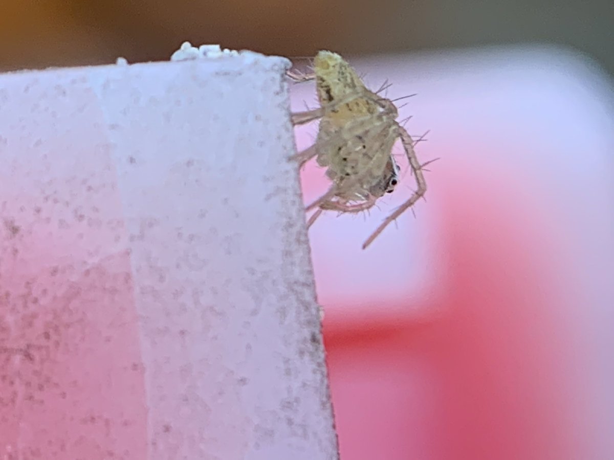 freshdabs's tweet photo. got a lens for my phone. dumping a few pics. #macrophotography https://t.co/xB9V9yEwYd
