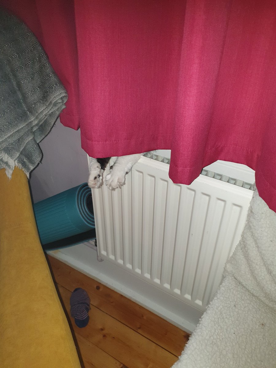 kitty_tuesday's tweet photo. Playing hide n seek with the mum. She's got NO IDEA where i am, NONE! I'm SO good at this.
#CatsOfTwitter
#wheresruby? https://t.co/N9HxQk5ya4