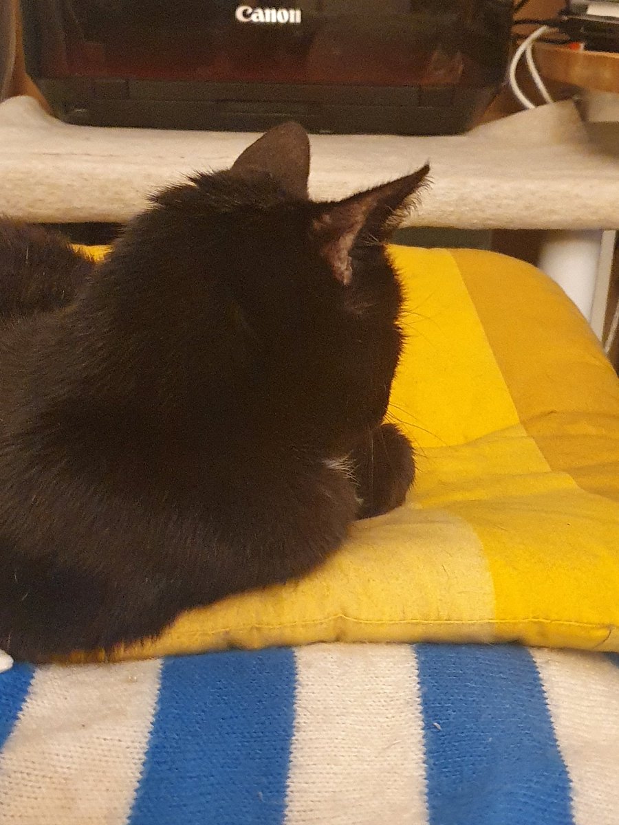 Lucky_Silky's tweet photo. Day 9 Part 2: I am so annoyed 😾.
Meowme did not give anything from her dinner, some tasty chicken! (Of course she gave me an extra snack into my food bowl but of cuz I wanted more! 😋🐾
#AdoptDontShop #panfursquad #CatsOfTwitter #seniorcat #foodaddict #milkaddict https://t.co/zuZPOpWGFO