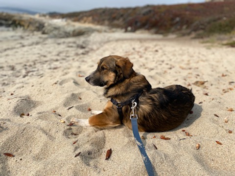 AnimalFriendsR1's tweet photo. #adoptable Fellini is seeking his #SundayFunday partner. Apply on the #afrp website and meet him today! https://t.co/JM1ziVwKuO