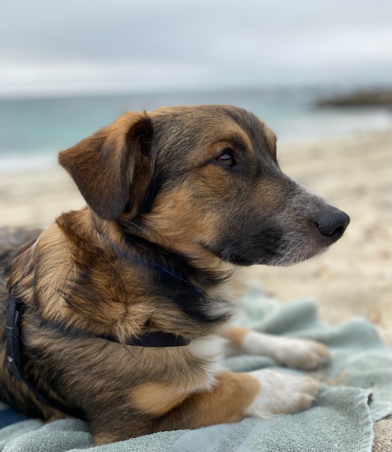 AnimalFriendsR1's tweet photo. #adoptable Fellini is seeking his #SundayFunday partner. Apply on the #afrp website and meet him today! https://t.co/JM1ziVwKuO