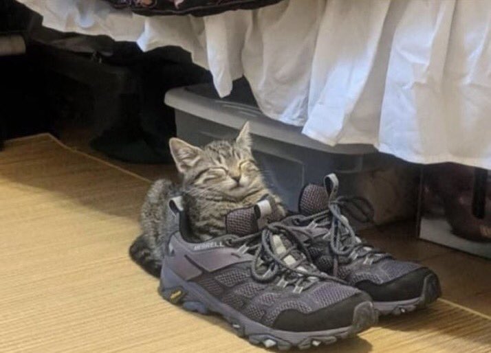 contextpets's tweet image. 