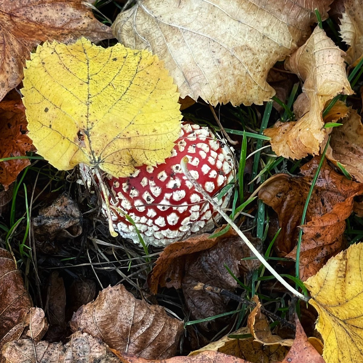 Phil Sainter tweet media