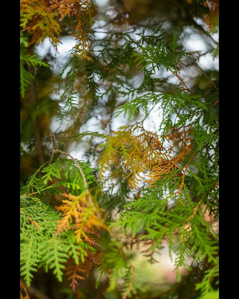 Cedar assimilation….?
Autumn shades fever.
#fallcolours #autumnshades #cedar #leicasl2s #summicron50 instagr.am/p/CWQ9J02r0Pl/