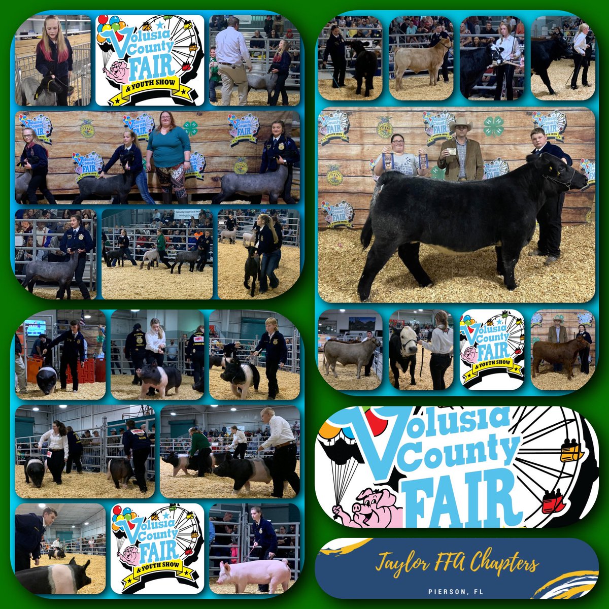 CityAggie's tweet photo. Thursday #Day9 @VCFair: Market Livestock Auction! Students auction off their animal, hoping to at least break-even if not make a profit 1 lamb is a #TaylorFFA fundraiser, other students save for future #AgEdu projects or after @TMHSWildcats graduation @volusiaschools @WildcatCTE https://t.co/FXX9HFKzzs