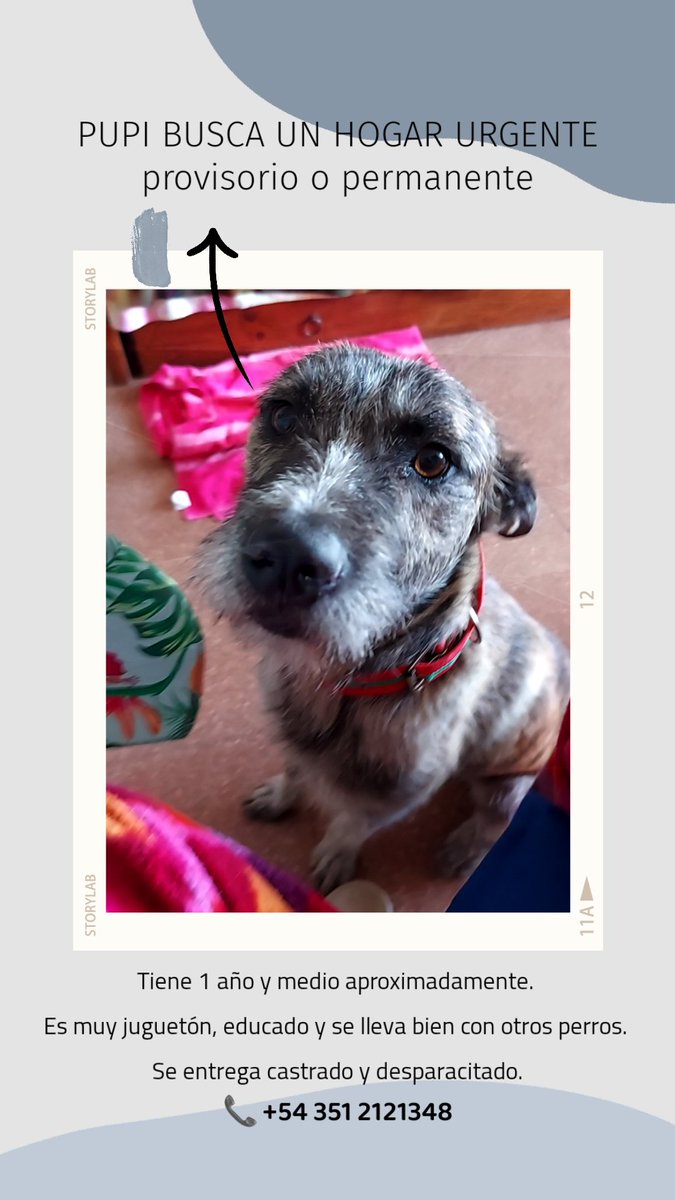 PUPI NECESITA UN HOGAR URGENTE 
🤎 Cachorro mestizo de alrededor de 1 año de edad
🤎 Tamaño mediano/grande, pero está muy adaptado deptos
🤎 Es muy juguetón, sociable y educado
🤎 Se lleva bien con otros animales
🤎 Está desparacitado y en trámite de castración

<a href="/adopcionescba/">Adopciones Córdoba</a>