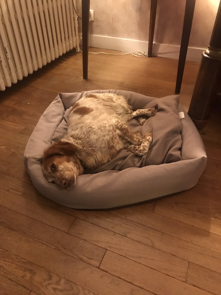 France_chasse's tweet photo. Ce soir, grosse fatigue pour Lipsie ! https://t.co/hZUqVovCSF