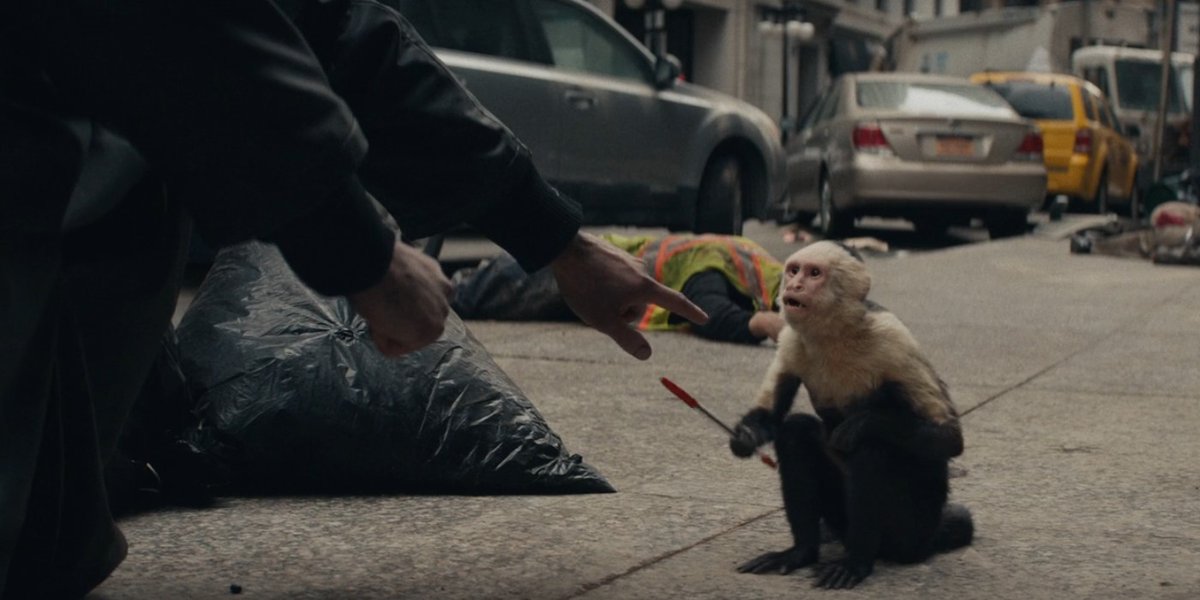 MajorIssuesCBC's tweet photo. This is #Ampersand. He is a monkey and along with his handler #Yorick, might be the only survivors of a plague that wiped out ANYONE with a Y chromosome! Join us on the #MajorIssuesPodcast as we cover the first season of #YTheLastMan and talk its comic book differences! https://t.co/ZHvI2Q3nJm