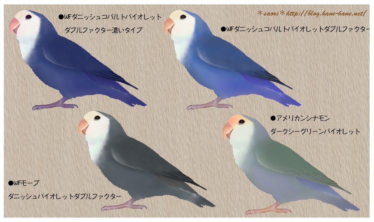 コザクラインコの品種 遺伝について Twitter