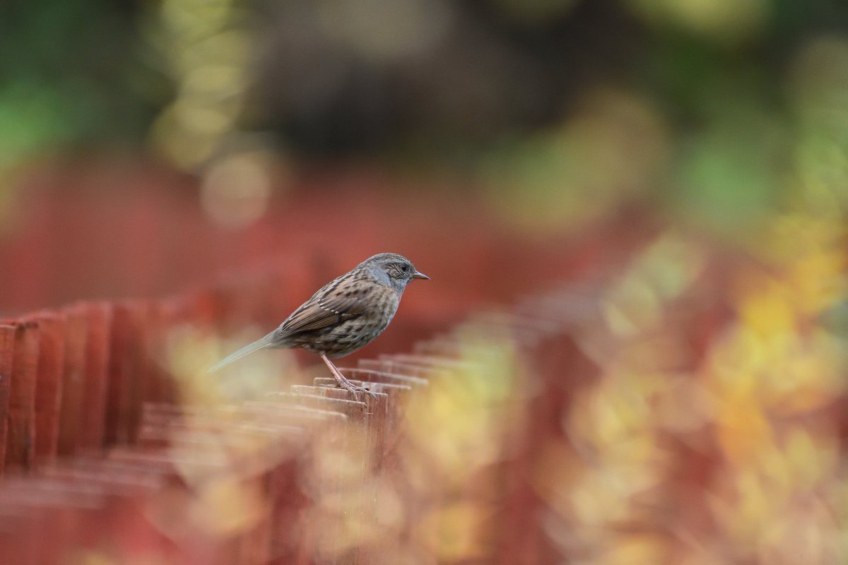 Photos from today, Dipper, Scotch Bonnet Mushroom (I think) and a Dunnock.