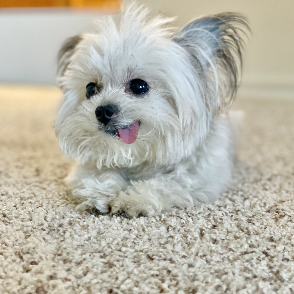 NorbertDog's tweet photo. me, on a carpet https://t.co/JVP3uVW7yK