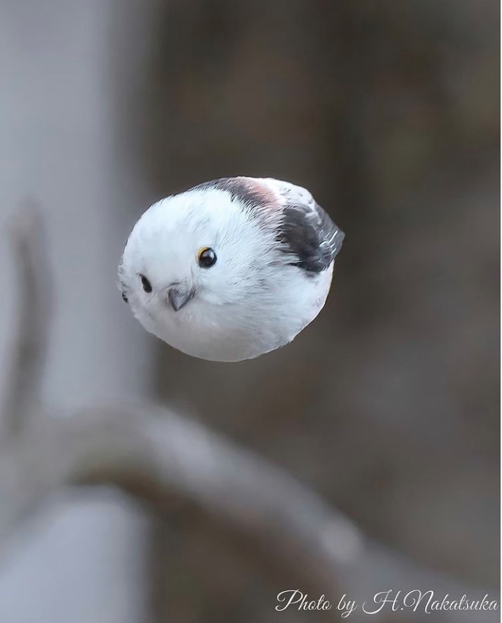 DiseaseMatters's tweet image. Do you need to see a long tailed tit in mid flight? Yep, yep, yep!!!