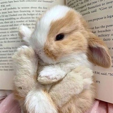 swipejeons's tweet photo. ˒ ⠀⌗ 🍞 𝗺𝘆 𝗸𝗼𝗼𝗲𝗹𝗶𝗻𝗵𝗼 ♡
˒ ⠀⌗ 🥛 https://t.co/JxTxbGTv1X https://t.co/nLhJglrsl2