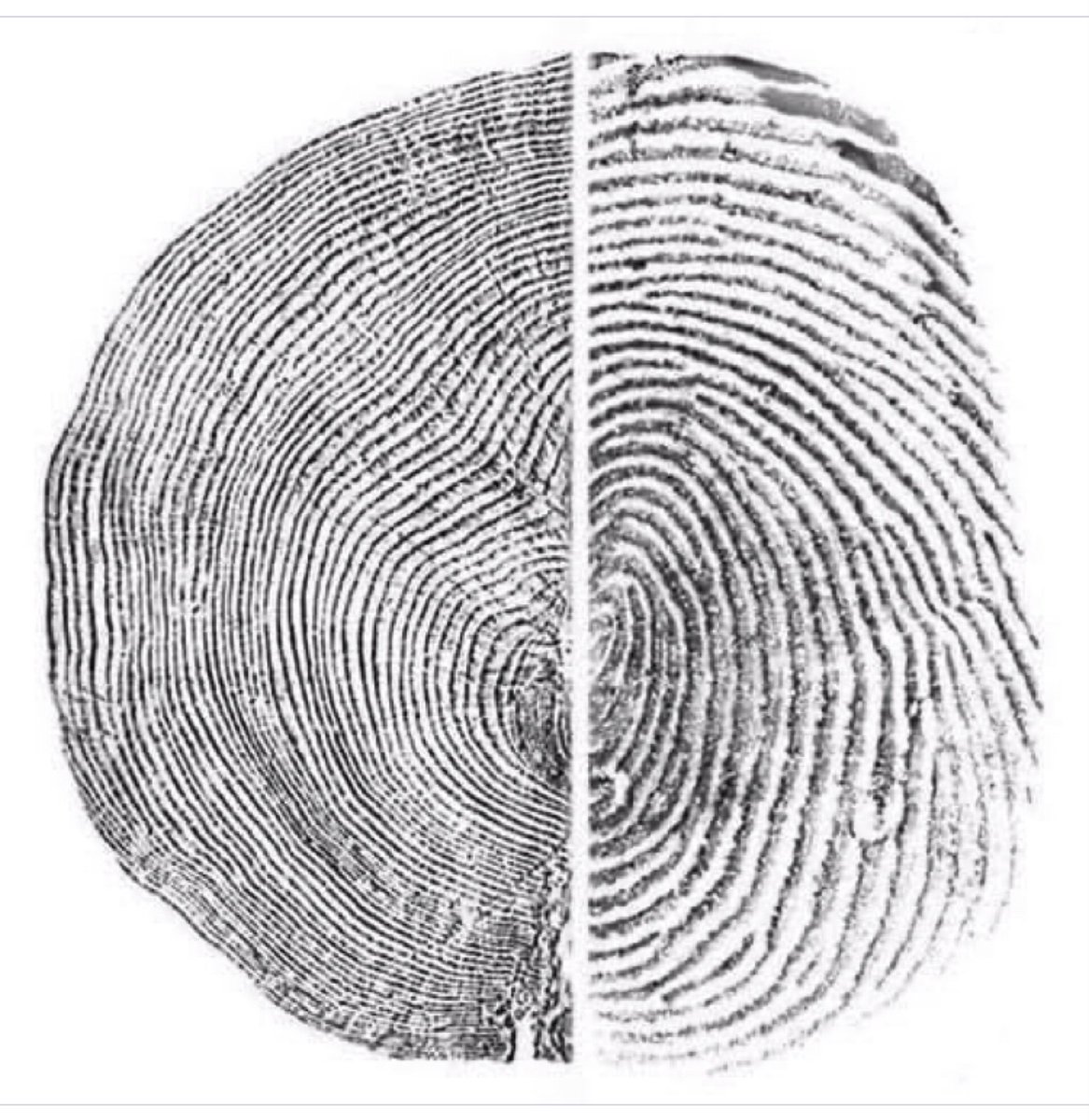 El ser humano ha ligado su historia y supervivencia a los #bosques hasta el punto de que comparten hasta su huella más profunda