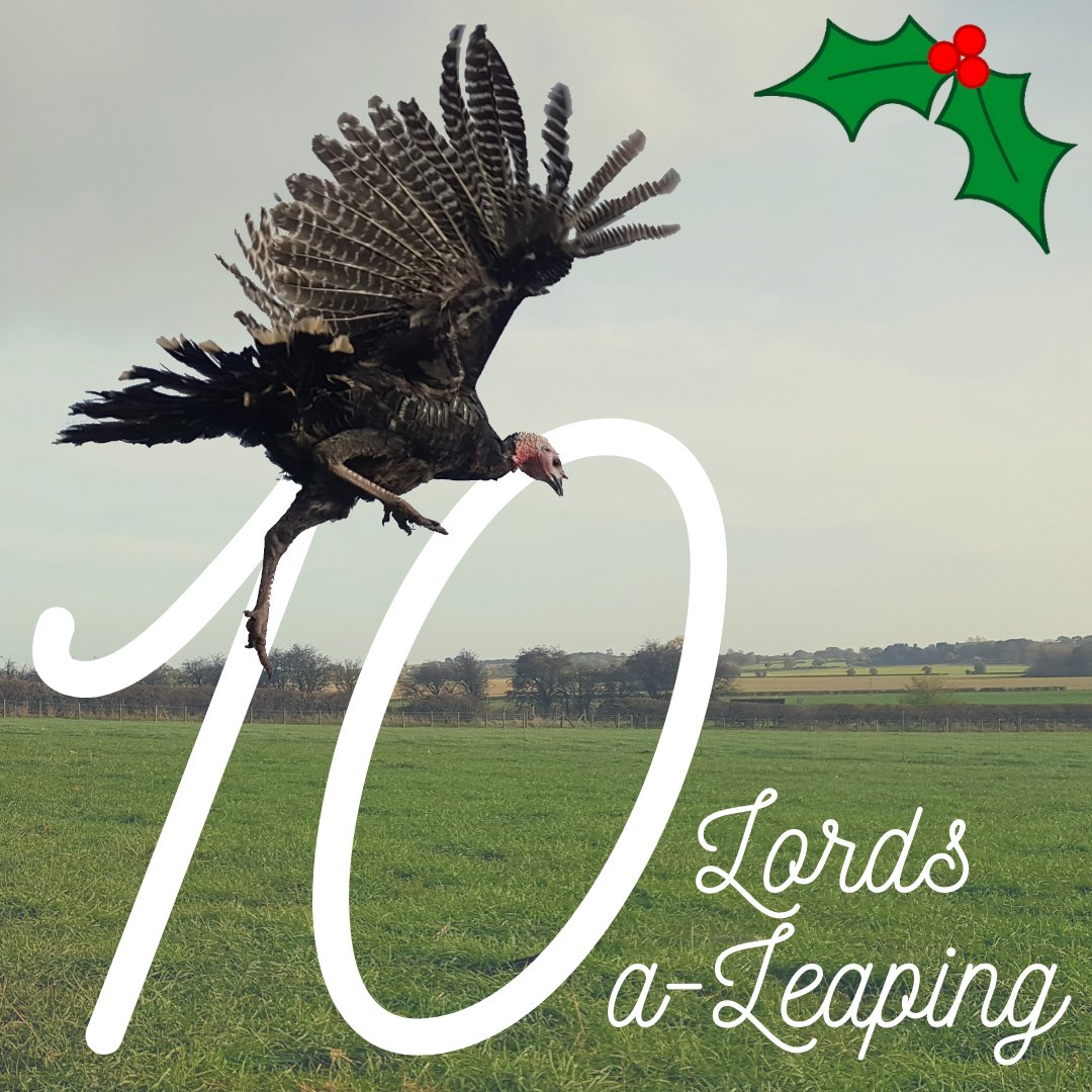 calcottfarm's tweet photo. Day 3 of 🎺 THE TWELVE DAYS OF THE CALCOTT TURKEYS CHRISTMAS 🎺

🔟 lords-a-leaping ✈️

Our Free Range Bronze turkeys are free to range as high or far as they like!

#calcottturkeys #buymyturkey #turkeys #freerange #christmasiscoming #ordernow #keepchristmastraditional #localfood https://t.co/9GPTbRjyp3