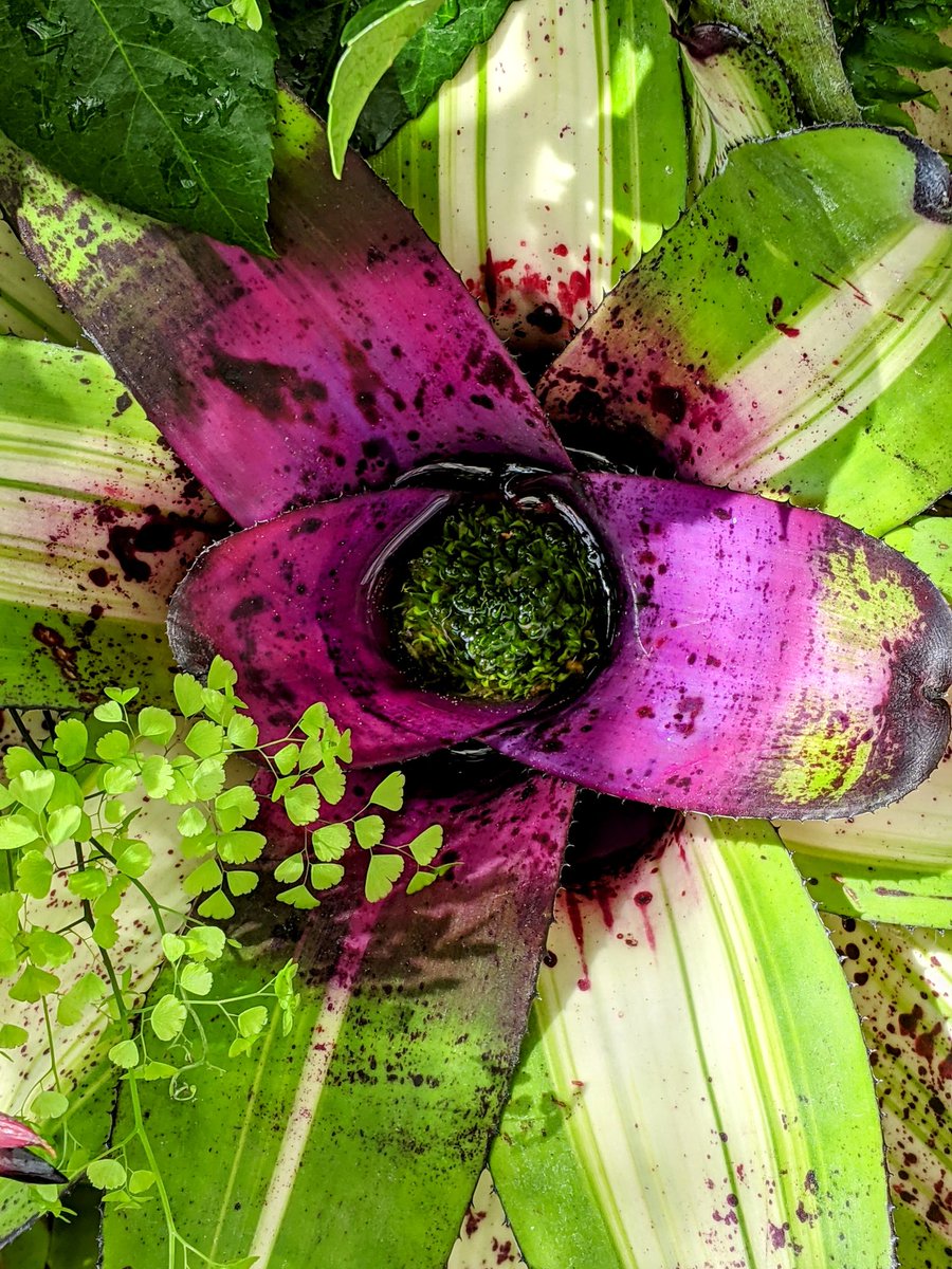 seacowsoda's tweet photo. I'm also interested in brightly colored animals and plants because I like "natural" things and fibers, which is often expressed in clothing as muted tones. But is that accurate to what I observe and am drawn to in nature? Photos from my camera roll 👇 https://t.co/fm3nLmRJY4
