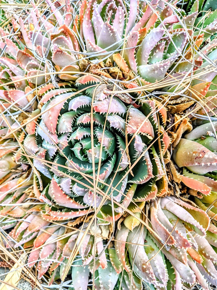 seacowsoda's tweet photo. I'm also interested in brightly colored animals and plants because I like "natural" things and fibers, which is often expressed in clothing as muted tones. But is that accurate to what I observe and am drawn to in nature? Photos from my camera roll 👇 https://t.co/fm3nLmRJY4