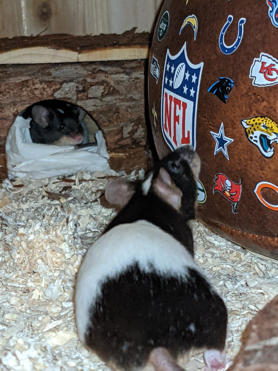 Unsere Farbmäuse Cooper und Kupp sind noch ganz entspannt, denn die #LARams  spielen heute nicht 🤗

#ranNFLsuechtig #rannfl