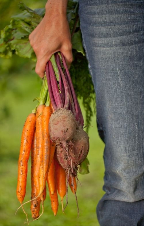 Harvesting vegetables

Follow us <a href="/fan_gardening/">Gardening Fan</a> 

#gardeningfan #gardeningcommunity #harvesting #growveg #homegrown