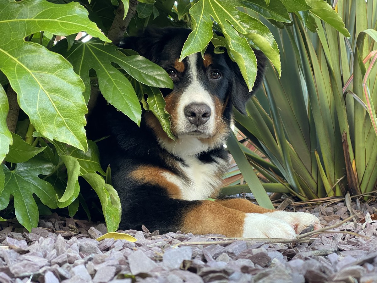 ButtonBernese's tweet image. Sunday vibes, waiting for the match🇮🇪 #bernesemountaindog #puppy #sundayvibes #bernese #COYBIG