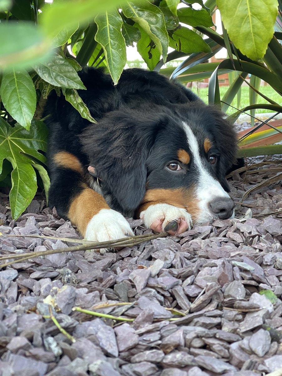 ButtonBernese's tweet image. Sunday vibes, waiting for the match🇮🇪 #bernesemountaindog #puppy #sundayvibes #bernese #COYBIG