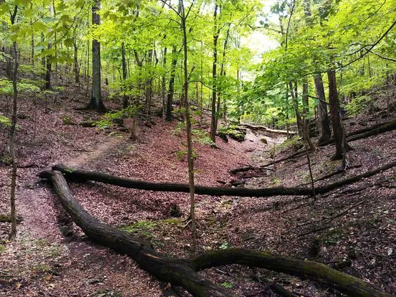 FloatMissouri's tweet photo. This Lime Kiln Trail is an awesome trail on a gravel bike! 😮 https://t.co/X1vzrWIGLF