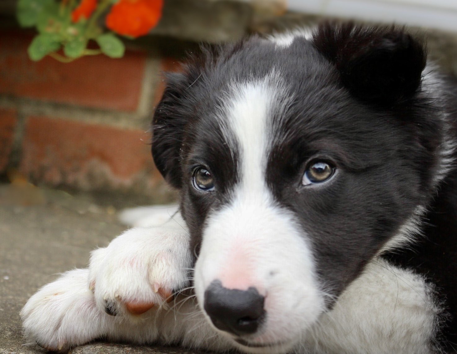 Border collie sales 14 weeks
