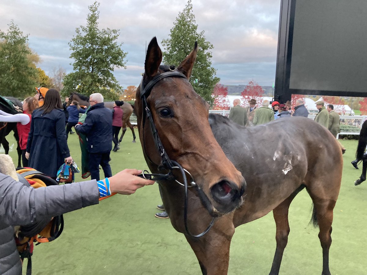 MobhiRoad's tweet photo. Fairy Tree had her first run run for the syndicate in the mares bumper in Cheltenham.. She ran a good race and will come on loads for it! Looking forward to getting out again 🐎🐎🐎🐎🐎 @Matthew21037545 https://t.co/MAq92d9Bhm
