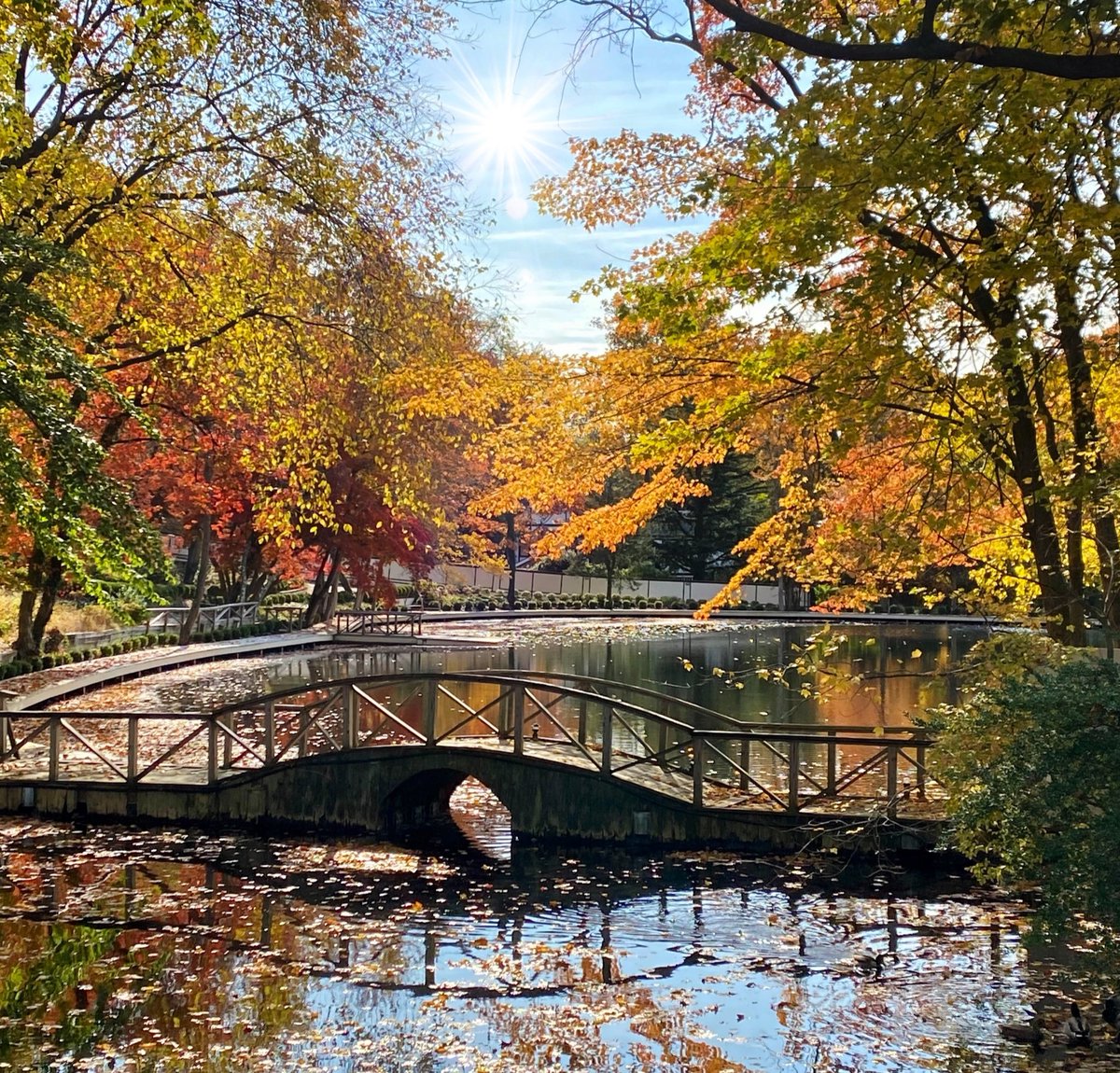 stargazer5_7's tweet image. Here’s to supporting both #Bridges #infrastructure and the people who use them #humaninfrastructure in the #BuildBackBetterAct . #NaturePhotography #nature #Autumn #fallfolliage #lovewhereyoulive #landscape
