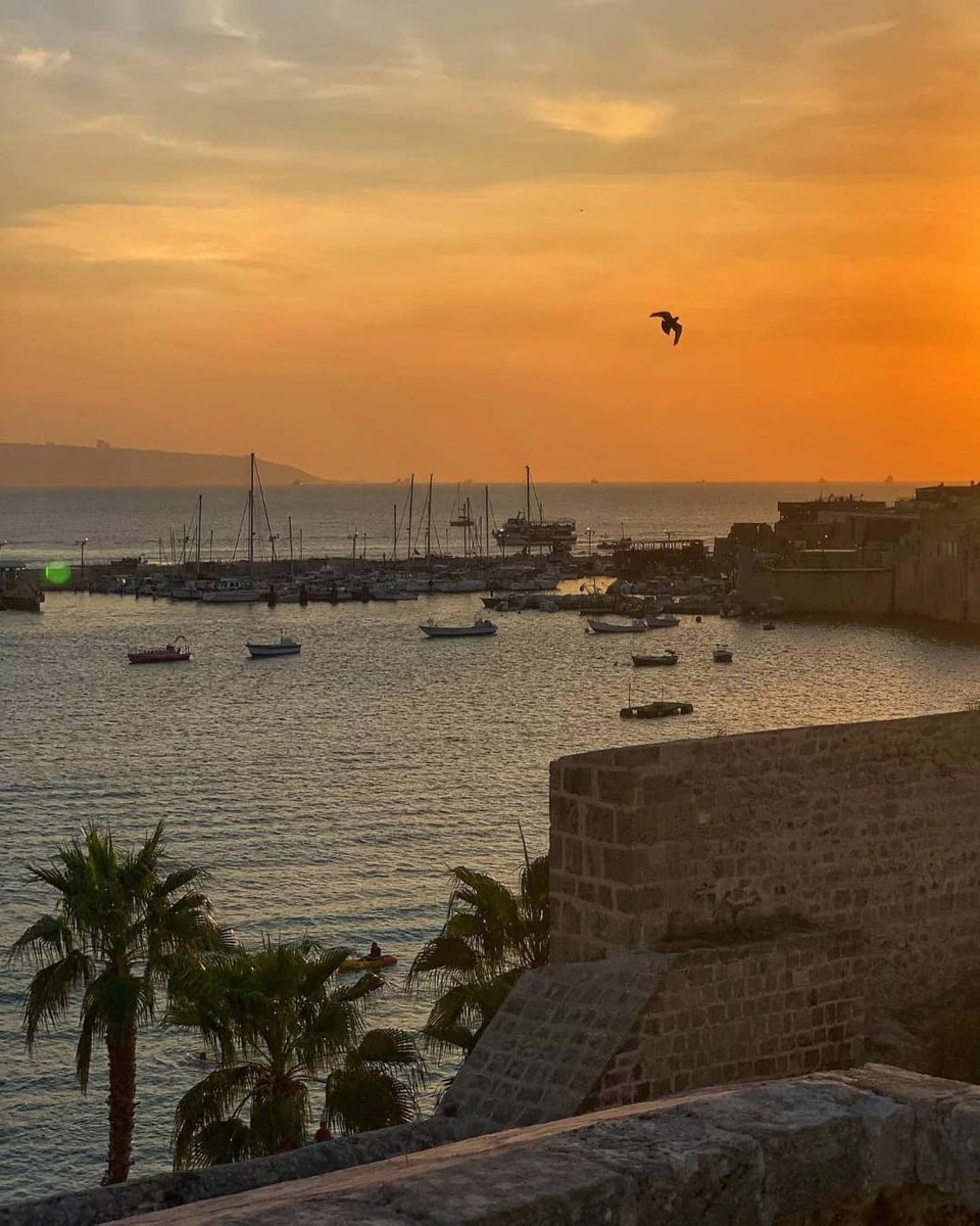 MuhammadSmiry's tweet photo. Akka, Palestine عكا https://t.co/uKqP4Cd67y
