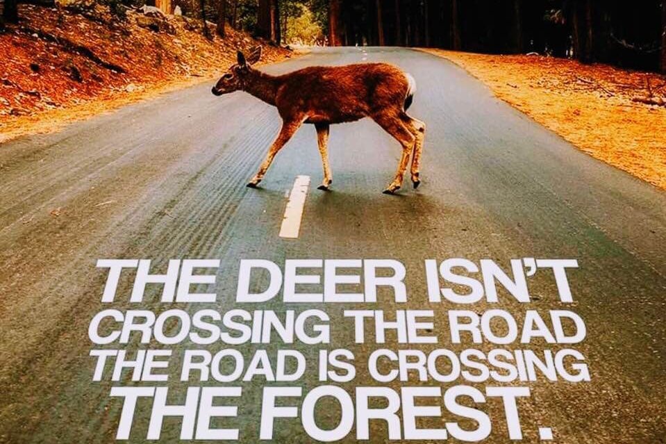 DemarestNature's tweet photo. #TheTruth #forest #nature #Drive #habitat #habitatdestruction #forestfragmentation #overdevelopment #habitatloss https://t.co/mVM6OsnX0P